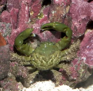Emerald Crab (Mithraculus sculptus)